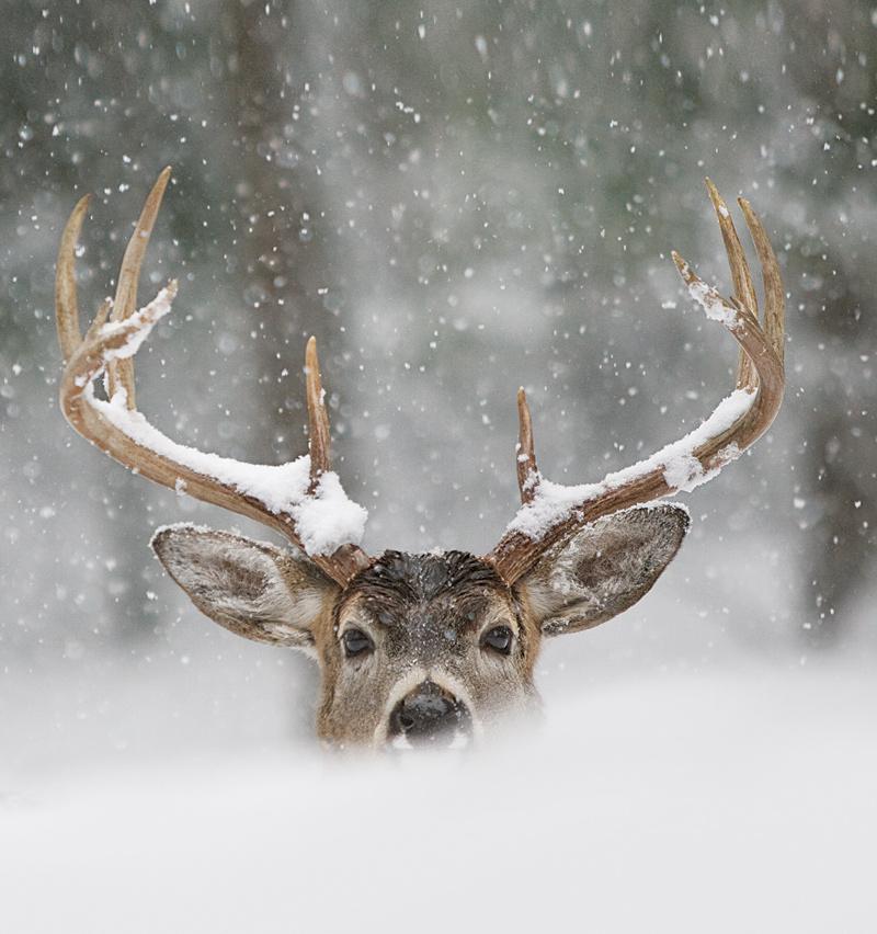 Doe, A Deer, A Female Deer: The Spirit of Mother Christmas